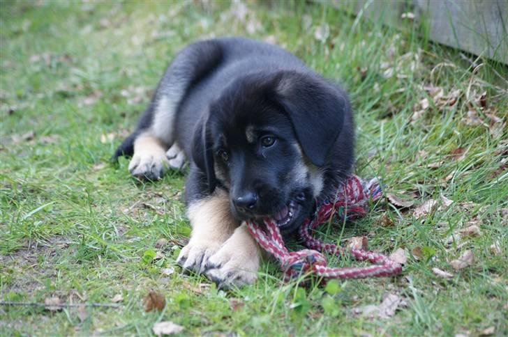 Blanding af racer samanhta - mit legetøj mit kun mit billede 13