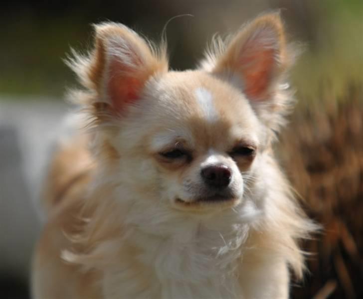 Chihuahua Chico billede 8