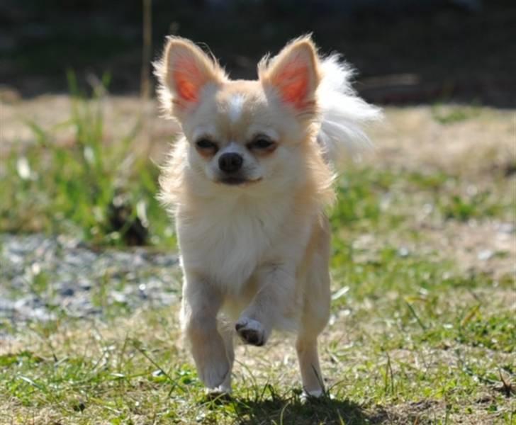 Chihuahua Chico billede 9