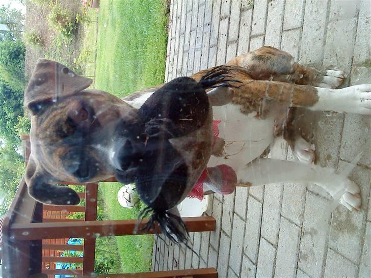 Amerikansk bulldog Freya billede 13