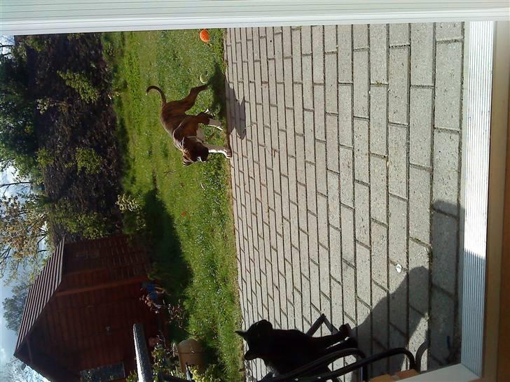 Amerikansk bulldog Freya billede 14