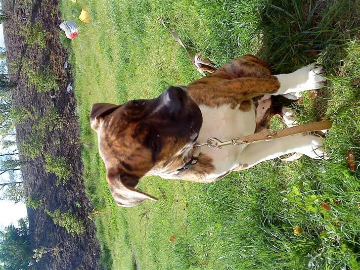 Amerikansk bulldog Freya billede 15