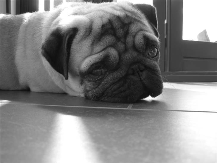 Mops Frodo!(: - *nyt* billede 19