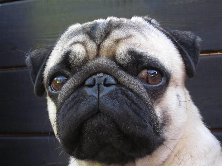 Mops Frodo!(: - Frode(: billede 20