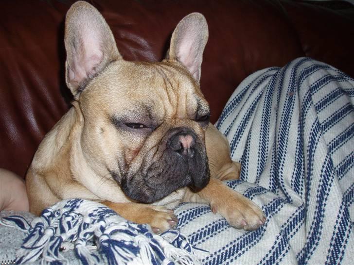 Fransk bulldog Balder - Skrid med det kamera !! billede 19