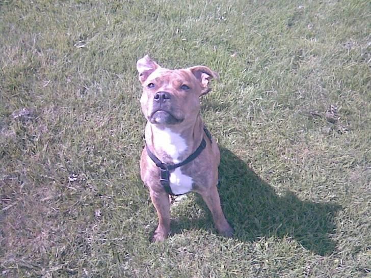 Staffordshire bull terrier Hailie billede 18