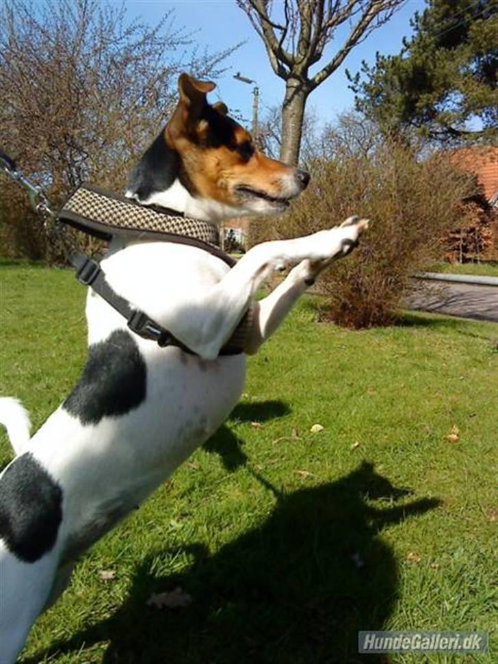 Dansk svensk gaardhund Nugga - når nugga får øje på folk eller fugle vil hun abre have det og stiller sig på 2 ben hehe ;p billede 12