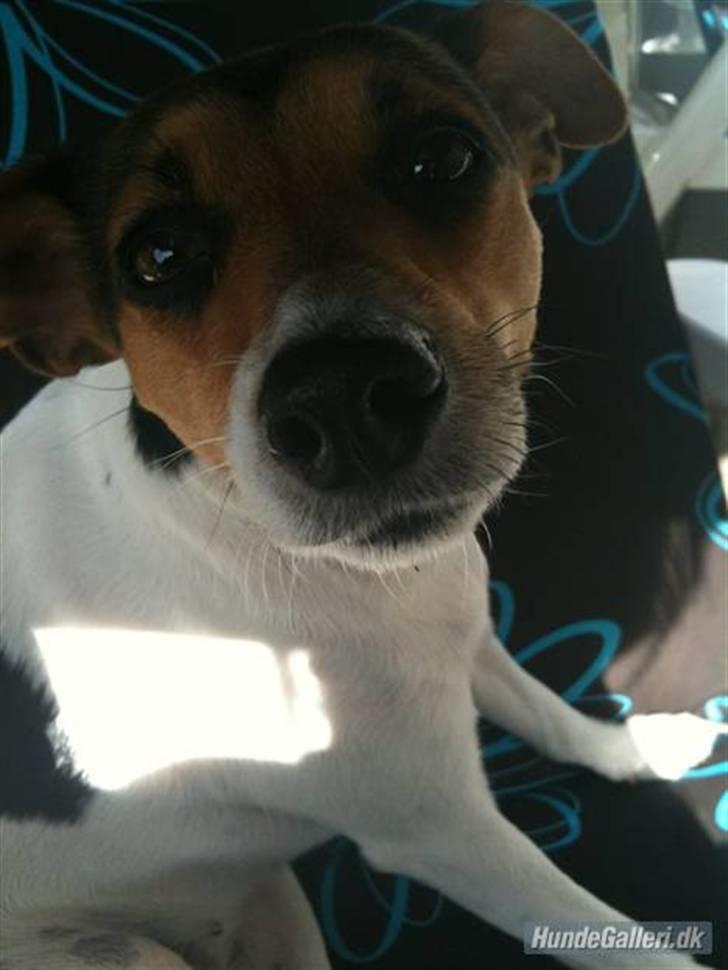 Dansk svensk gaardhund Nugga - solskin og varm dag 2010  DEJLÏGT!! hun er så nuttede på det billede <3 billede 13