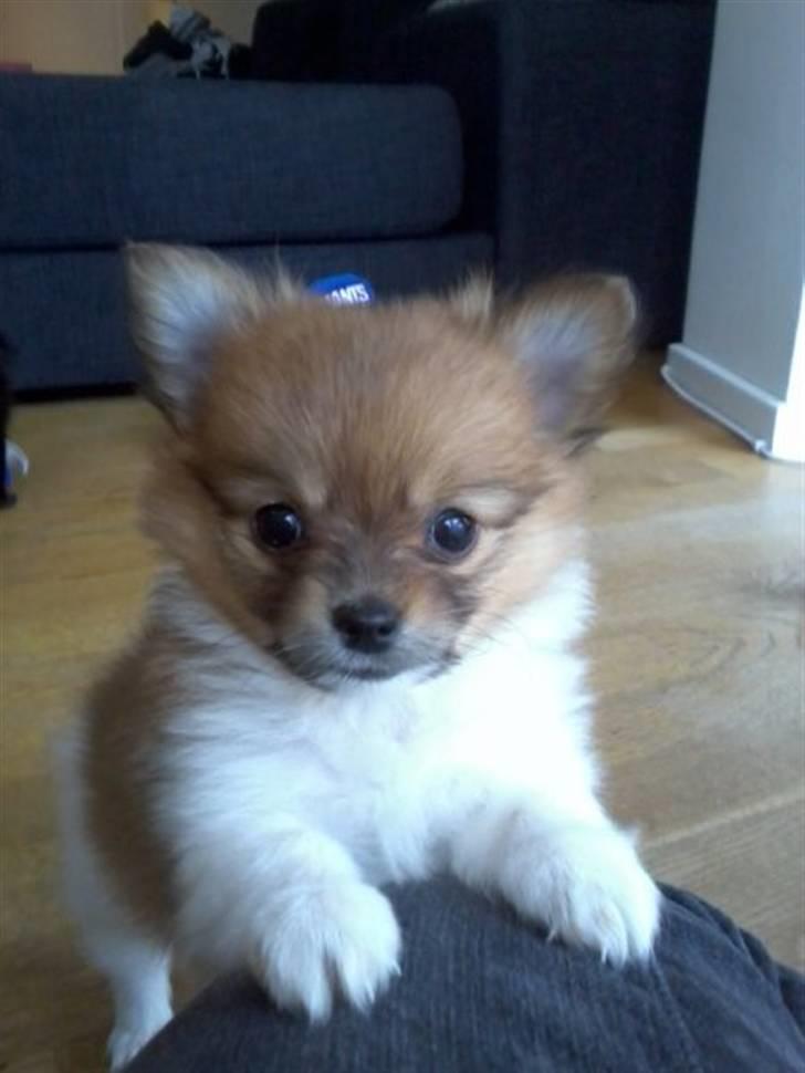 Blanding af racer Kalle billede 1