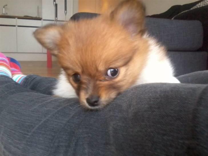 Blanding af racer Kalle billede 2