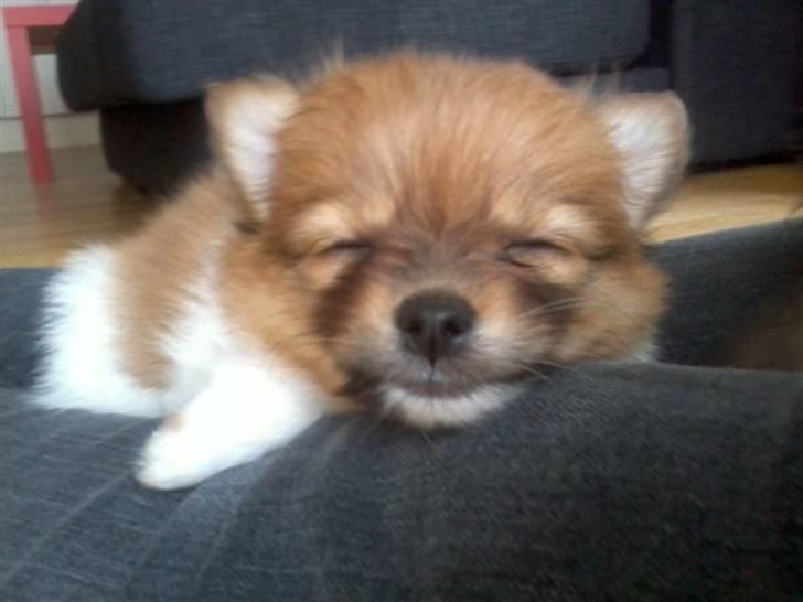 Blanding af racer Kalle billede 4