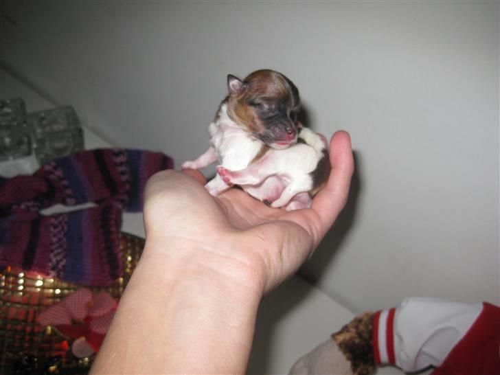 Blanding af racer Kalle - Kalle kun 3dage gamle. billede 5