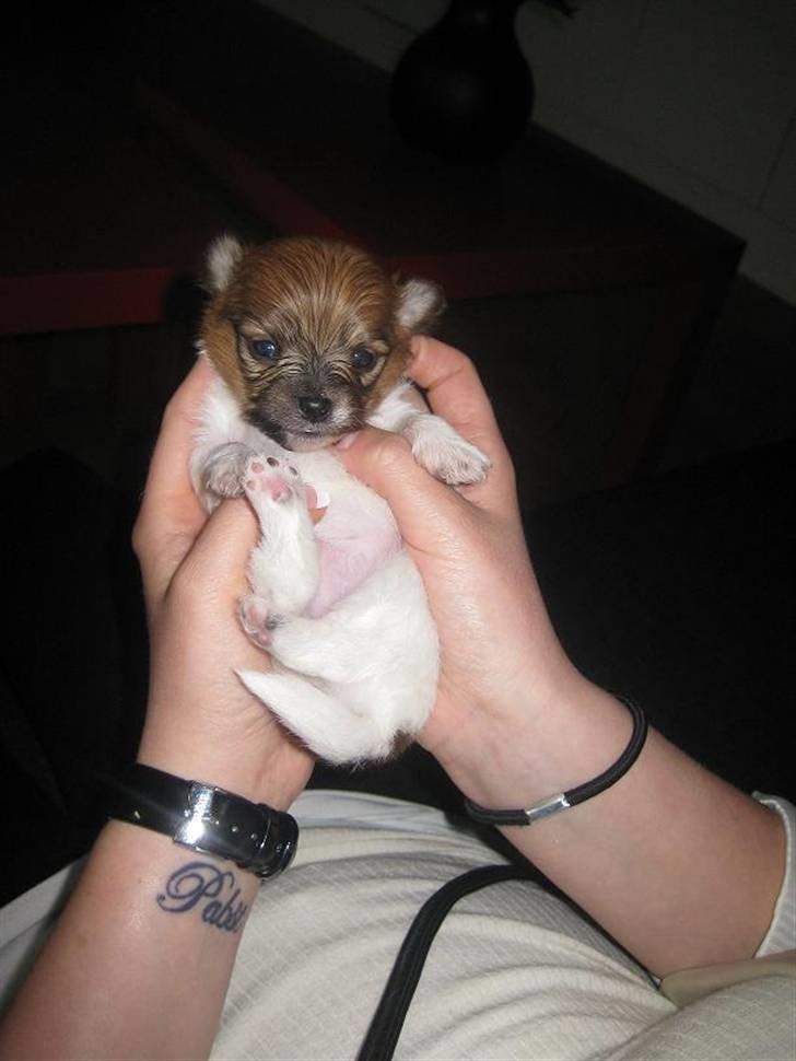 Blanding af racer Kalle billede 6