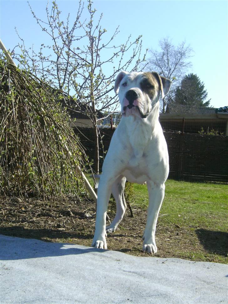 Amerikansk bulldog chuey billede 13