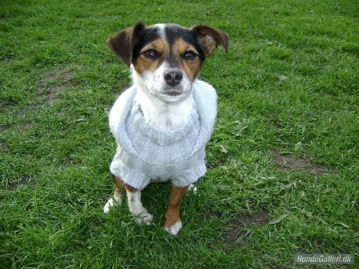 Chihuahua /Jack russell Frida R.I.P - Se min fine trøje (: billede 3