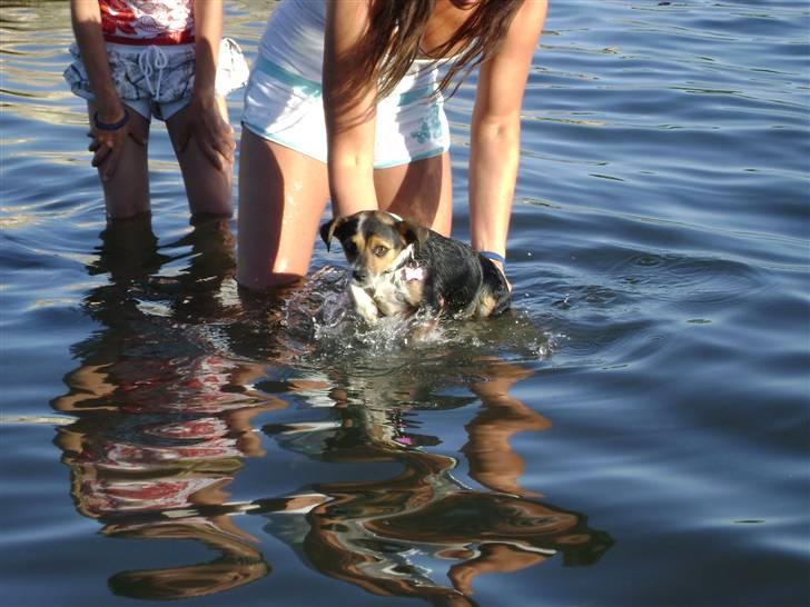 Chihuahua /Jack russell Frida R.I.P - Bader i Syd Frankrig (: billede 5