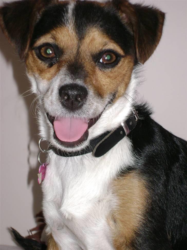 Chihuahua /Jack russell Frida R.I.P billede 8