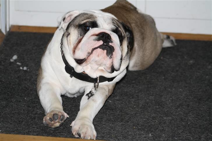 Engelsk bulldog Quark - UHH det er dejligt at blive strukket ud billede 15