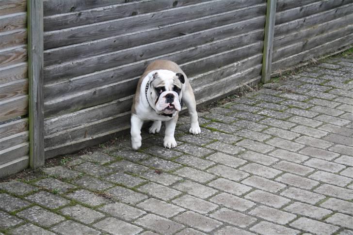 Engelsk bulldog Quark - Hjælp det klør... billede 16