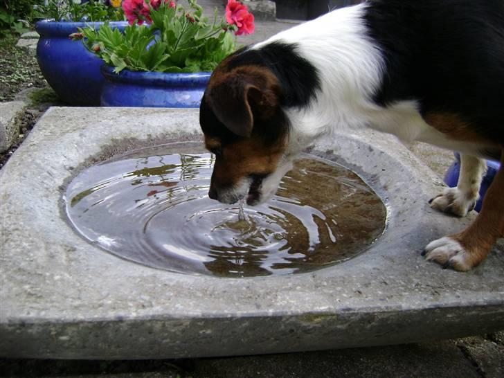 Chihuahua /Jack russell Frida R.I.P billede 15