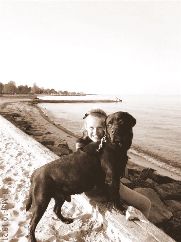 Labrador retriever Albert - Nyt.. Fordi vi elsker at være i hinandes selvskab ! i <3 U!  billede 11