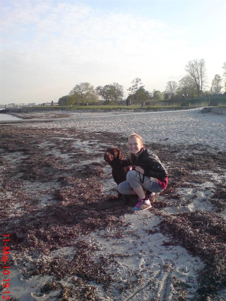 Labrador retriever Albert - Nyt! Jeg vil være der for dig! vil du være der for mig? billede 12