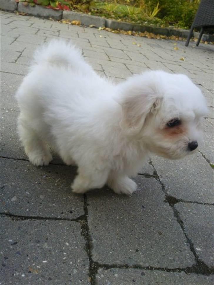 Coton de tulear Simba billede 4