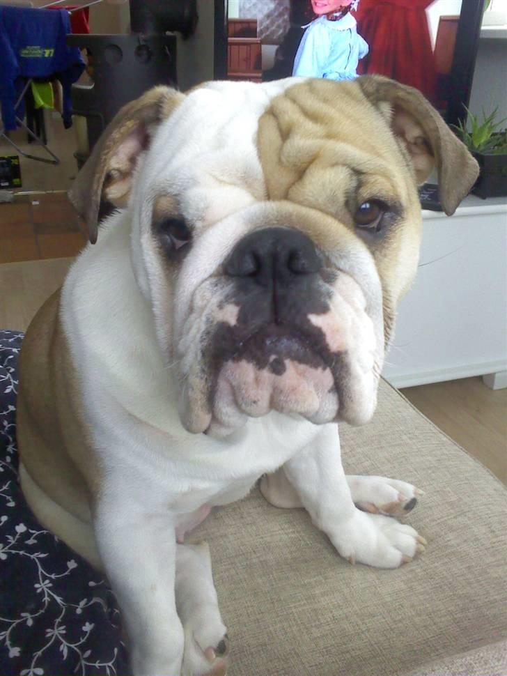 Engelsk bulldog Frida billede 11