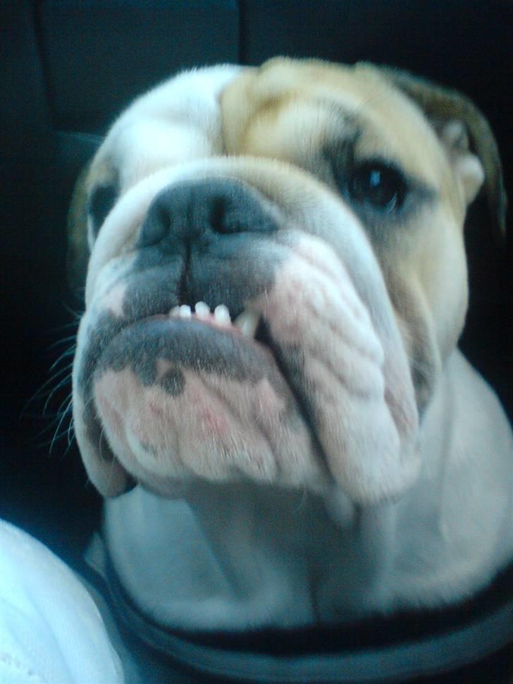 Engelsk bulldog Frida billede 12