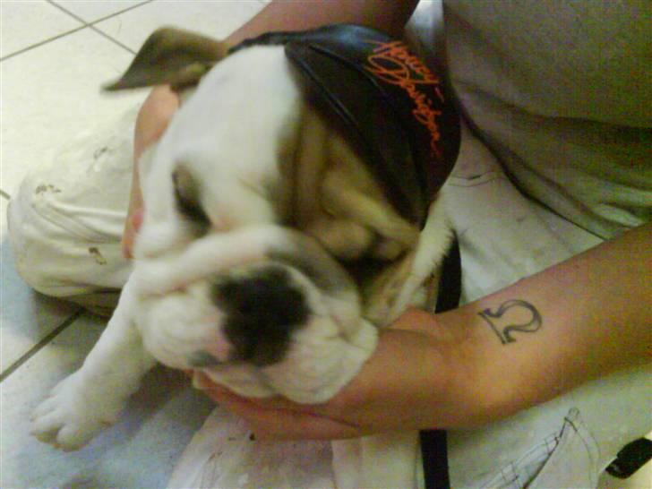 Engelsk bulldog Frida billede 14