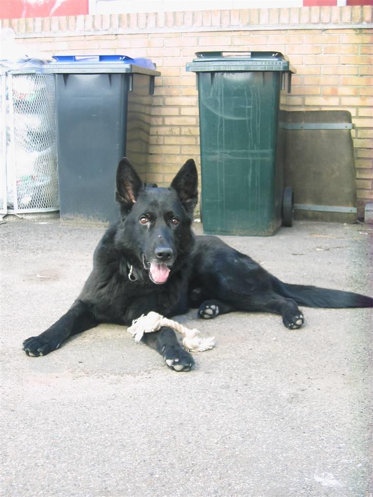 Schæferhund Isi <3 R.I.P ;´/ billede 1