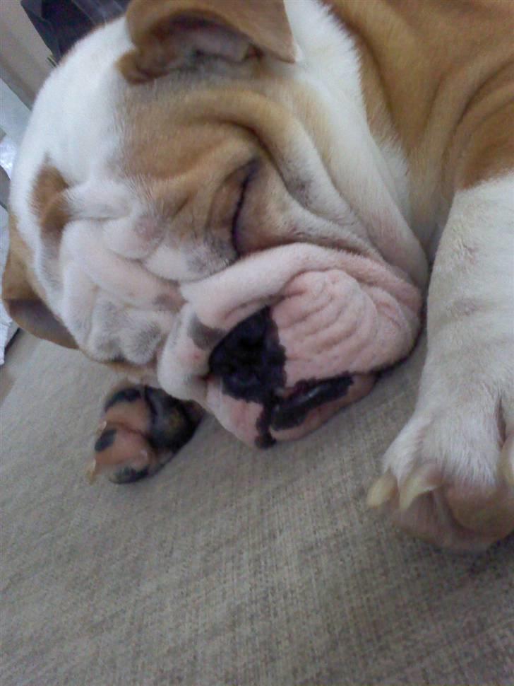 Engelsk bulldog Anton billede 6