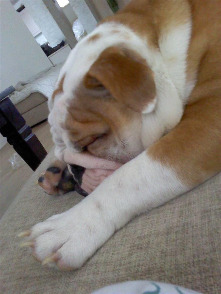 Engelsk bulldog Anton billede 7