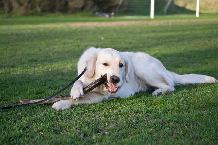 Golden retriever Shadow billede 9