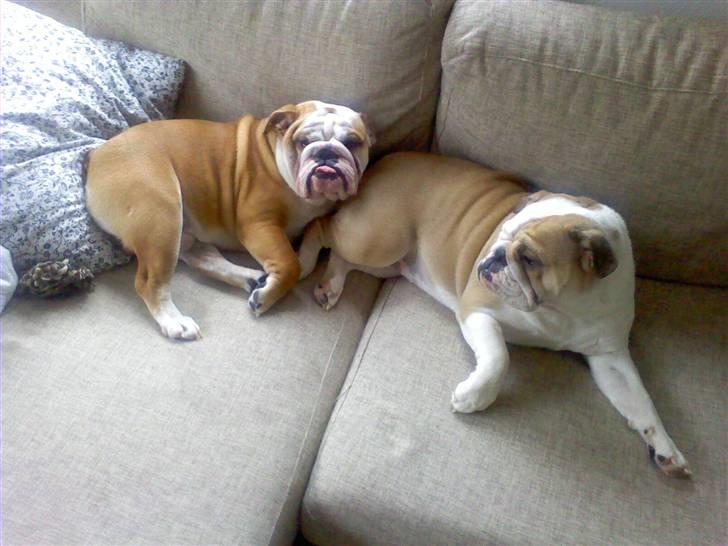Engelsk bulldog Anton billede 8
