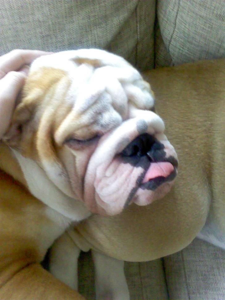 Engelsk bulldog Anton billede 9