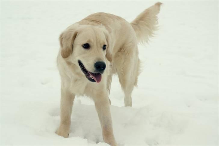 Golden retriever Shadow billede 10