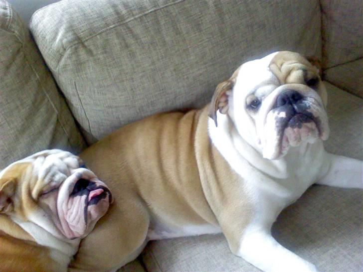 Engelsk bulldog Anton billede 10