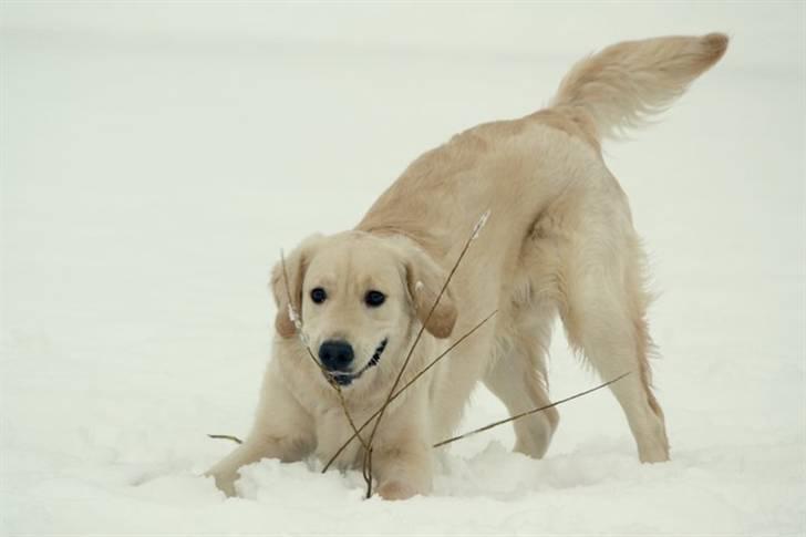 Golden retriever Shadow billede 11