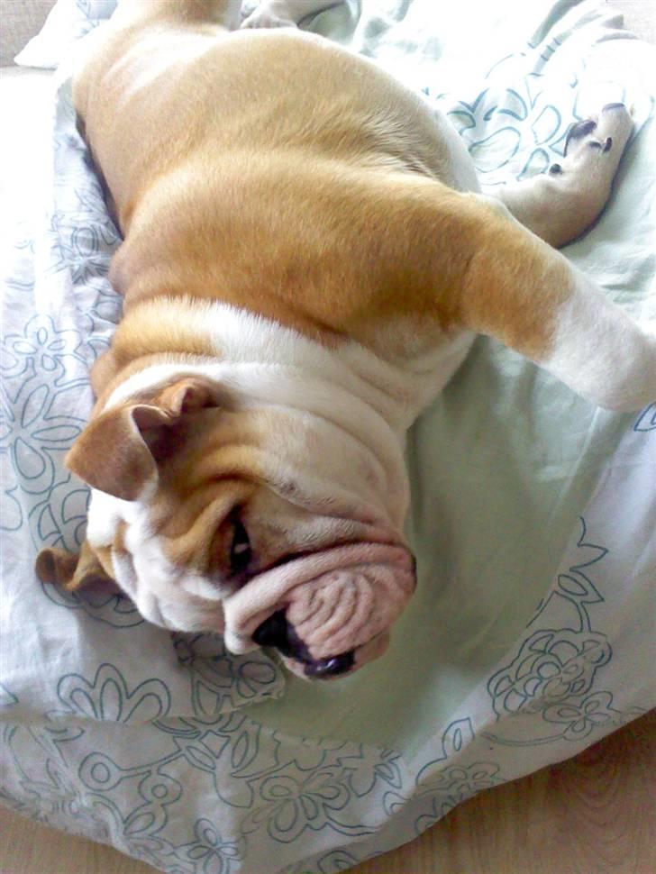 Engelsk bulldog Anton billede 11