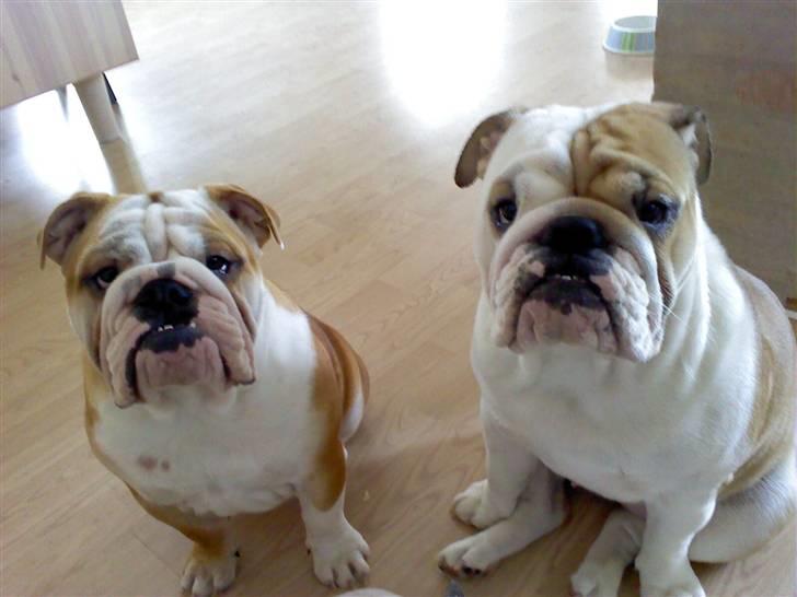 Engelsk bulldog Frida billede 15