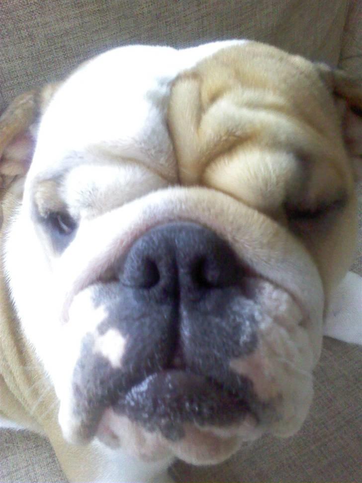 Engelsk bulldog Frida billede 16