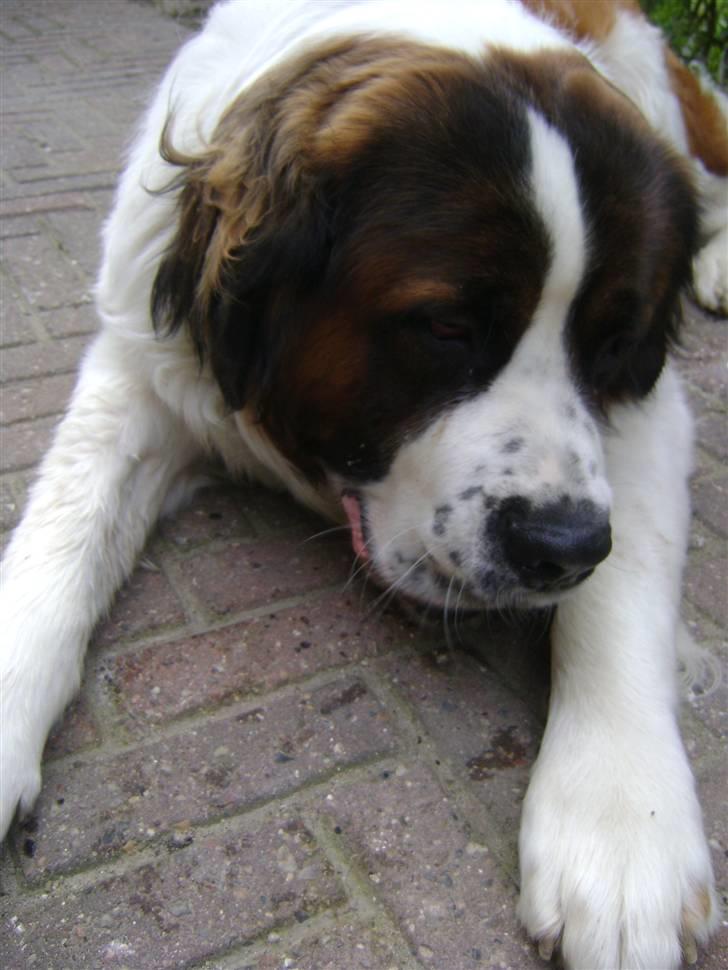Sankt bernhardshund MIckey :')  billede 6