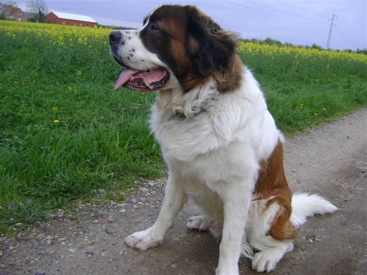 Sankt bernhardshund MIckey :')  billede 9