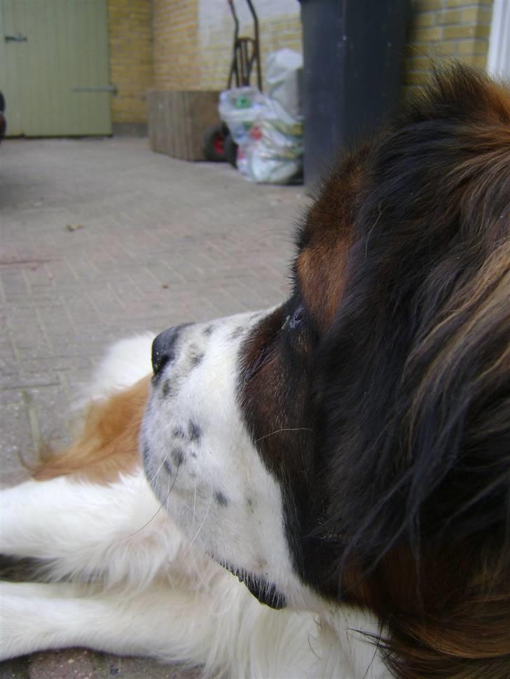 Sankt bernhardshund MIckey :')  billede 11