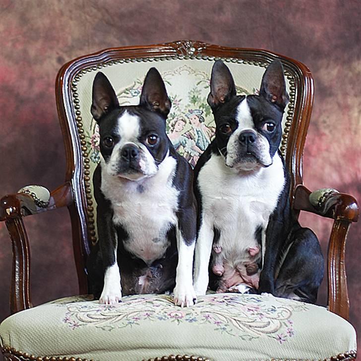 Boston terrier DeeDee - Tease sammen med hendes mor DeeDee ( taget 14/5.2010) billede 14