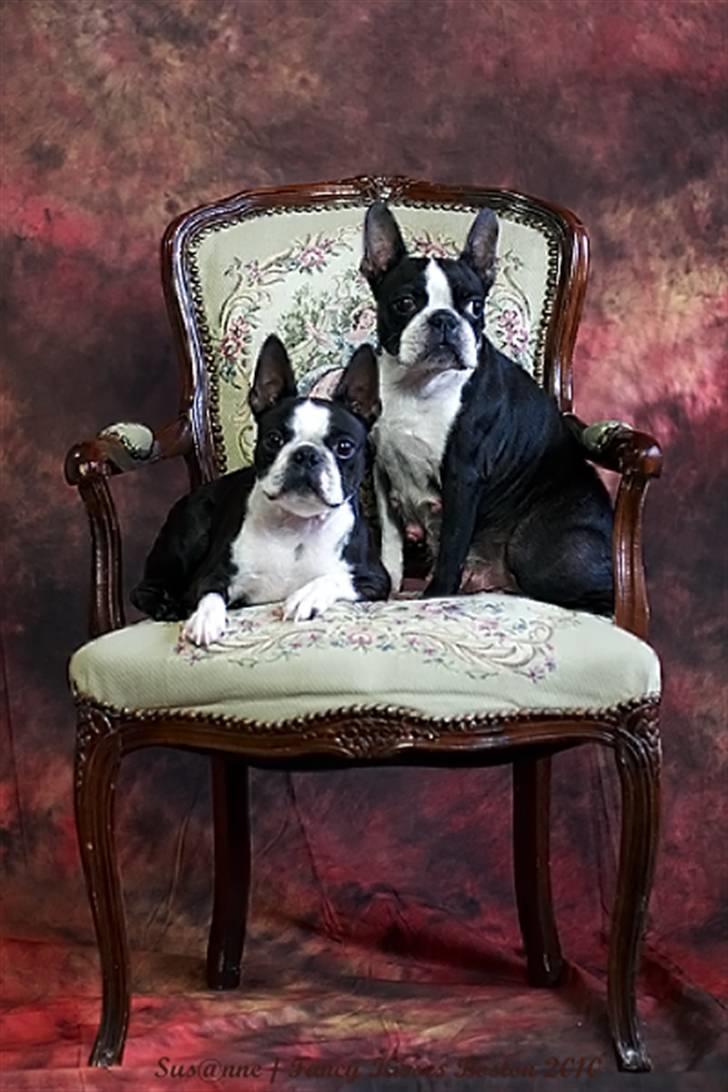 Boston terrier DeeDee - Tease & DeeDee ( 14/5 2010) billede 15