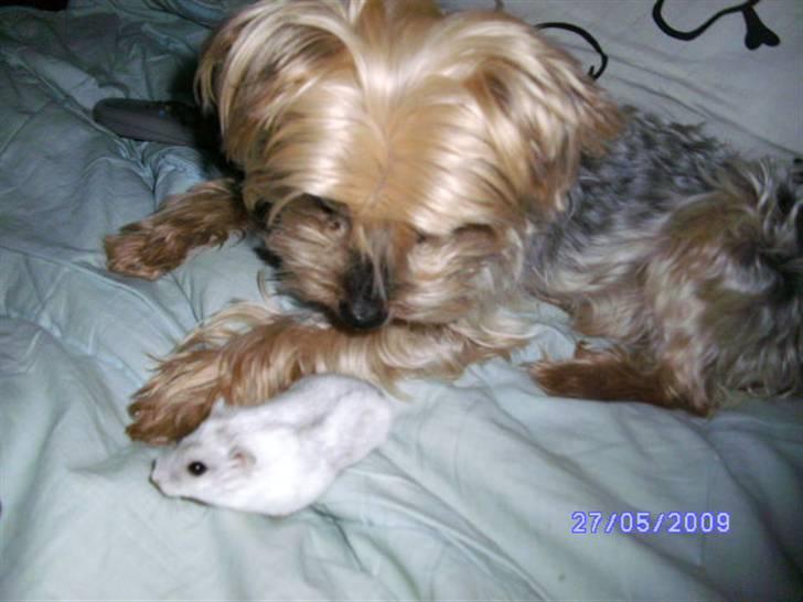 Yorkshire terrier Mulle † DØD 1.6.2011 † billede 2