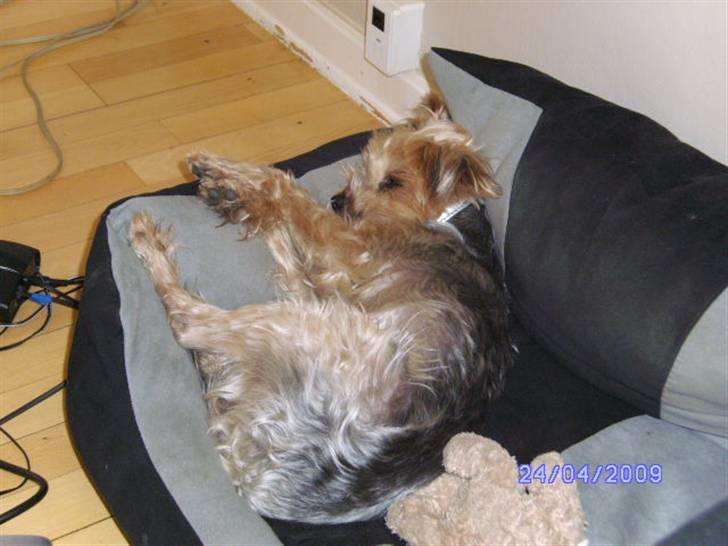Yorkshire terrier Mulle † DØD 1.6.2011 † billede 3
