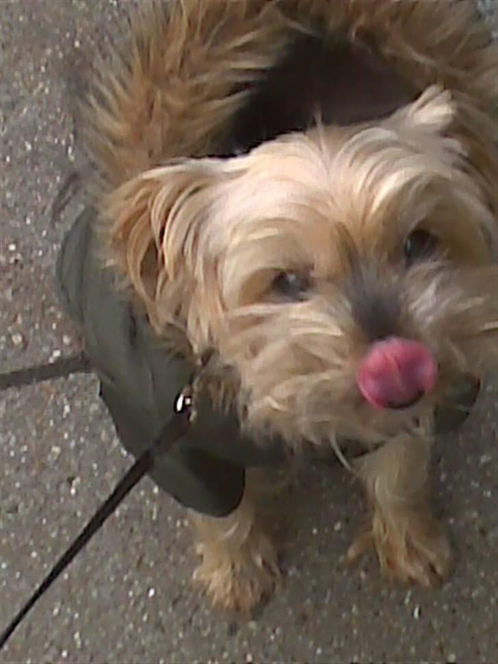 Yorkshire terrier Mulle † DØD 1.6.2011 † billede 4